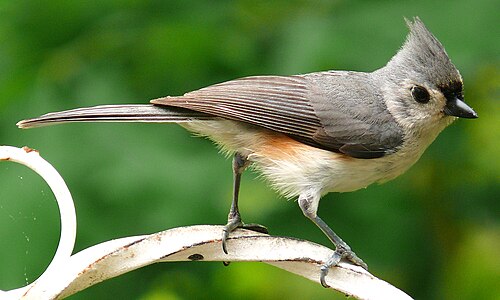 Titmouse