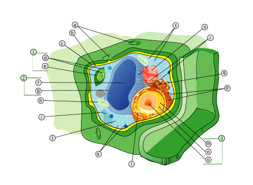 Cell wall