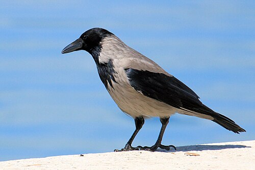 Hooded crow