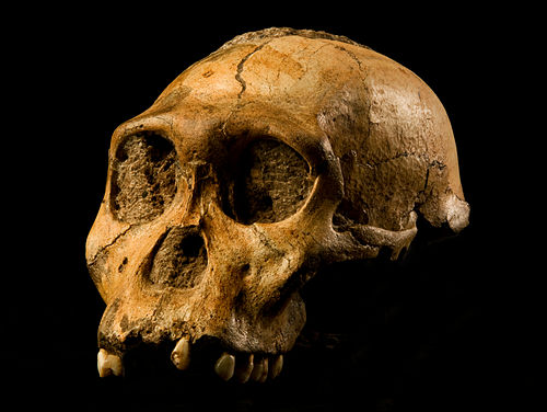 Homininian