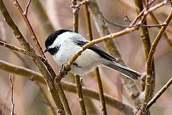 Black-capped Chickadee, Poecile atricapillus
