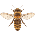 A bee as viewed from above with no background. It is flat with its wings extended.