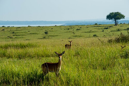 Sudanian savanna