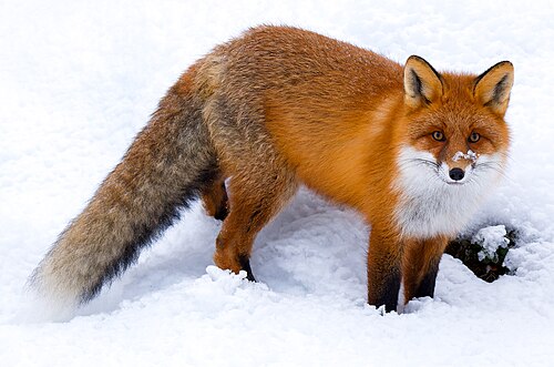 Red fox