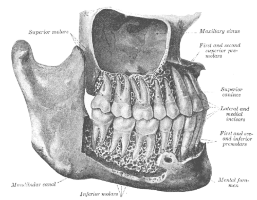 Premolar