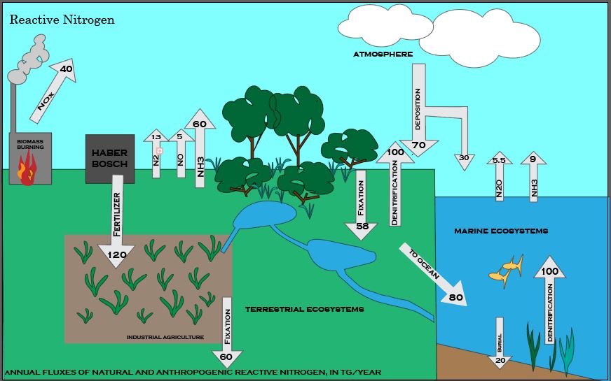 Nitrogen cycle