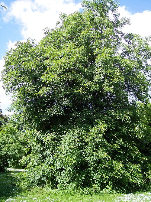 Aesculus glabra